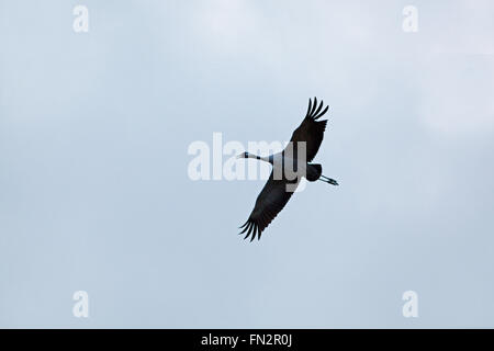 Gemeinsame oder eurasischer Kranich (Grus Grus). Nummer fünf primäre Flügel fehlen, oder gebrochen. Stockfoto