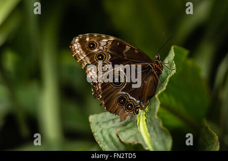 Blauen Morpho Schmetterling ruht auf einem Blatt im Glashaus am RHS Wisley. Stockfoto