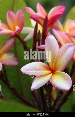 Rosa Bonstedt Cluster Stockfoto