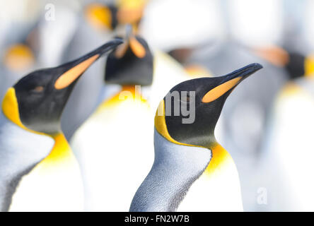 Königspinguine (Aptenodytes Patagonicus) am Strand in der Nähe von ihre Verschachtelung Kolonie. Salisbury Plain, Bucht der Inseln, Süd-Georgien. Stockfoto