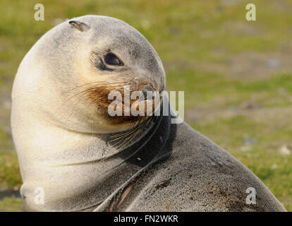 Eine junge Leuchistic, blass gefärbten, antarktische Seebär (Arctocephalus Gazella) am Strand von Salisbury Plain. Stockfoto