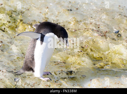 Ein Adelie Pinguin (Pygoscelis Adeliae) nimmt vorsichtig seinen Weg über Eis in der Nähe seiner Verschachtelung Kolonie. Hope Bay, Antarktis. Stockfoto