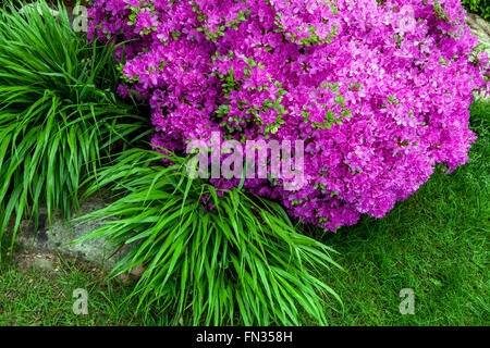 Hakone japanisches Waldgras und rosa Azaleen, Rhododendron im Garten Stockfoto