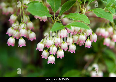 Redvein Enkianthus, Enkianthus campanulatus Stockfoto