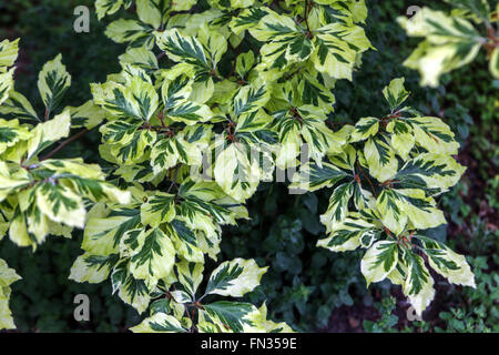 Europäische Buche, Fagus sylvatica 'Albomarginata', bunte Blätter Stockfoto