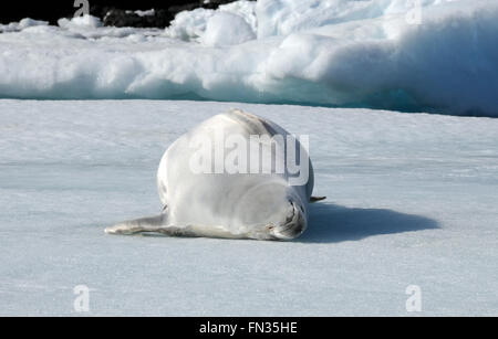 Eine Dichtung Krabbenfresserrobbe (Lobodon Carcinophaga oder Carcinophagus) liegt auf dem Rücken auf einer Eisscholle in Hope Bay. Hope Bay, Trinity Penin Stockfoto