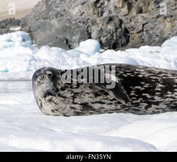 Eine Weddell Dichtung (Leptonychotes Weddellii) liegt auf einer Eisscholle in Hope Bay. Hope Bay, Trinity Halbinsel, antarktische Halbinsel, A Stockfoto