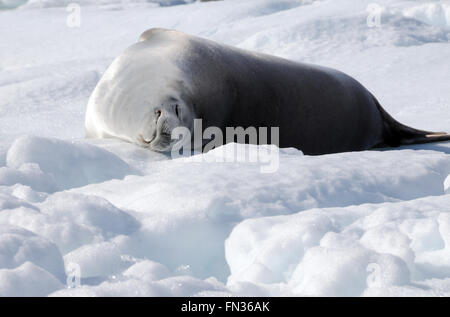 Eine Dichtung Krabbenfresserrobbe (Lobodon Carcinophaga oder Carcinophagus) schläft auf einer Eisscholle in Hope Bay. Antarktis Stockfoto