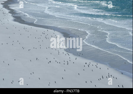 Long-tailed Gentoo Penguins (Pygoscelis Papua) und Megellanic-Pinguine (Spheniscus Magellanicus) auf den weißen Sandstrand Stockfoto