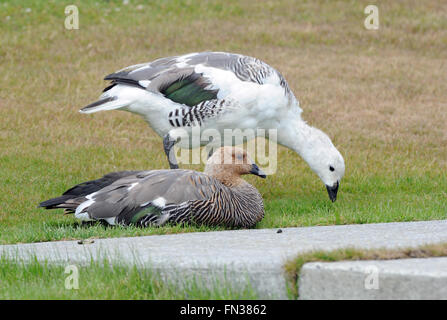 Ein paar von Upland Gänse (Chloephaga Picta Leucoptera) auf ordentlich Grasschnitt von Stanley Harbour, das Männchen ist der weißer Vogel. Stanley, Falkland-Inseln. Stockfoto