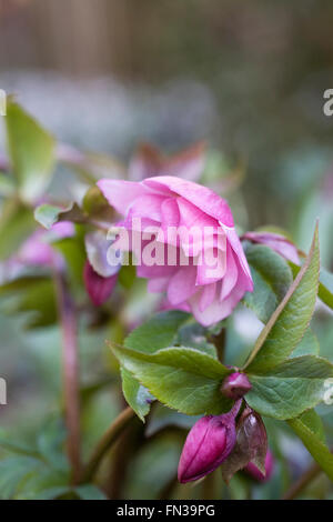 Helleborus blüht im späten Winter im Garten. Stockfoto