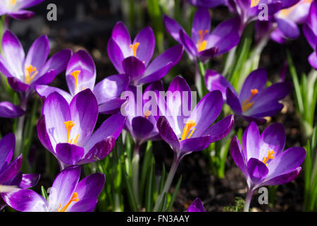 Reich Frühlingsblumen farbige früh der Gattung Crocus Tommasinianus 'Ruby Giant' Stockfoto