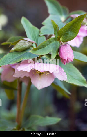 Helleborus blüht im späten Winter im Garten. Stockfoto