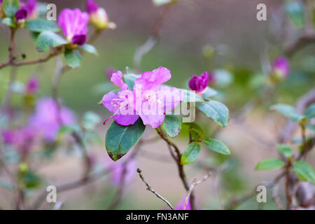 Rhododendron Praecox Blumen im frühen Frühling. Stockfoto