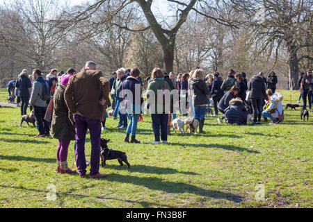 13. März 2016 - Meet-Up und gehen von London Französisch Bulldog Besitzer im Regents Park, London, UK Stockfoto