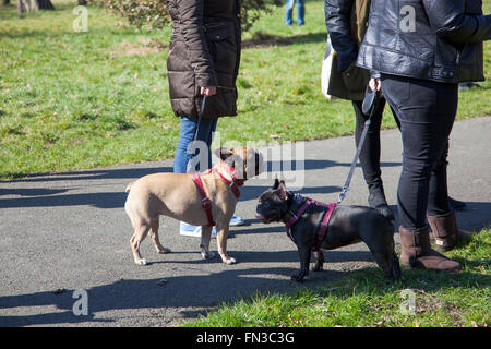 13. März 2016 - Meet-Up und gehen von London Französisch Bulldog Besitzer im Regents Park, London, UK Stockfoto