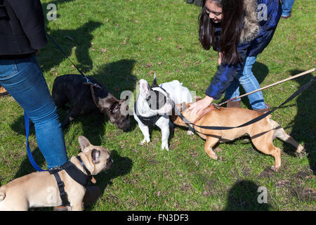 13. März 2016 - Meet-Up und gehen von London Französisch Bulldog Besitzer im Regents Park, London, UK Stockfoto