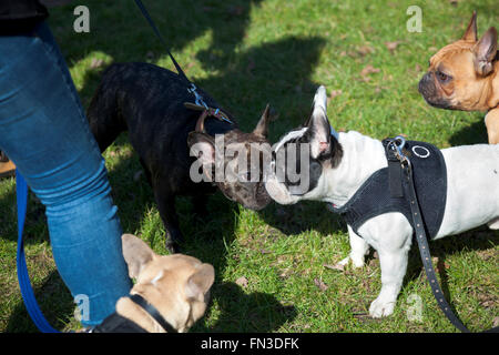 13. März 2016 - Meet-Up und gehen von London Französisch Bulldog Besitzer im Regents Park, London, UK Stockfoto