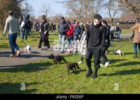 13. März 2016 - Meet-Up und Walk of London Französisch Bulldog Besitzer im Regents Park, London, UK Stockfoto