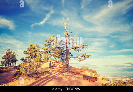 Vintage stilisierte Holzbank unter einem Baum, Bryce-Canyon-Nationalpark, USA. Stockfoto