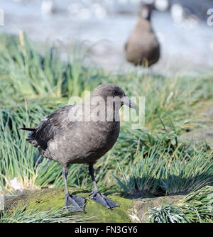 Raubmöwen aufräumen. Diese Vögel sind entweder braun Raubmöwen (Catharacta Lonnbergi) oder South Polar Raubmöwen (Catharacta Maccormicki). Stockfoto