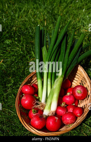 Radieschen und Frühlingszwiebeln in einem Korb Stockfoto