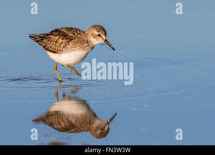 Wenigsten Strandläufer (Calidris Minutilla) waten im seichten Wasser der Gezeiten Marsh, Galveston, Texas, USA. Stockfoto