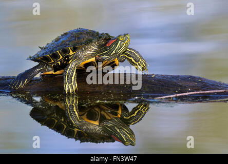 Rot-eared Slider (ist Scripta Elegans) Sonnenbaden in einem See, Brazos Bend State Park, Needville, Texas, USA Stockfoto