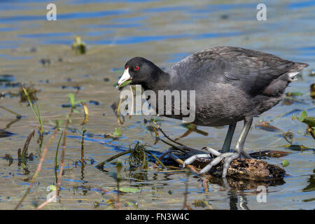 Amerikanisches Blässhuhn (Fulica Americana) Essen und Wasser Unkraut in einem See, Brazos Bend State Park, Needville, Texas, USA Stockfoto