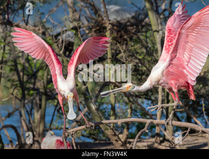 Rosige Löffler (Platalea Ajaja) kämpfen, High Island, Texas, USA Stockfoto