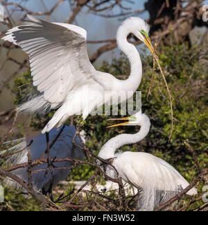 Ein paar große Reiher (Ardea Alba) Nestbau am Rookery, High Island, Texas, USA Stockfoto