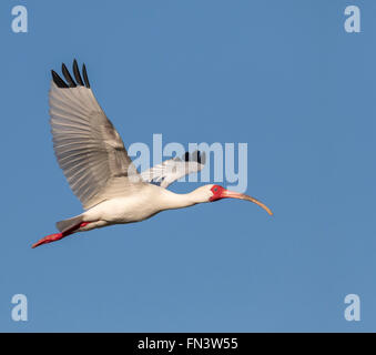 Amerikanische weiße Ibis (Eudocimus Albus) fliegen, High Island, Texas, USA Stockfoto