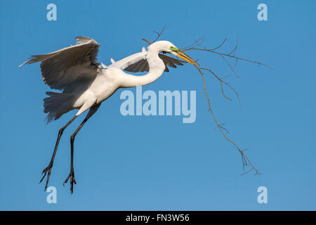 Silberreiher (Ardea Alba) fliegen mit Ast für das Nest, High Island, Texas, USA Stockfoto