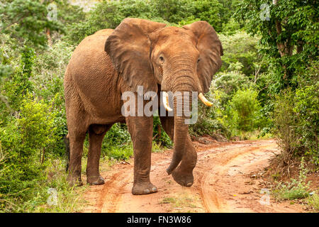 Afrikanische Elefanten in Kenia Masai Mara Stockfoto