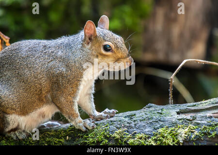 Grauhörnchen Stockfoto