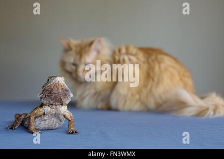 Eine Katze und eine Bartagame einander betrachtend. Stockfoto