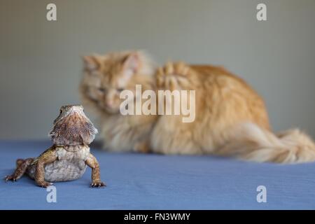 Eine Katze und eine Bartagame einander betrachtend. Stockfoto