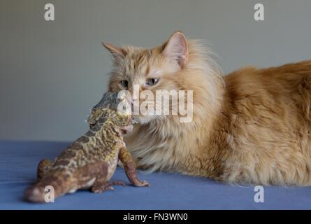 Eine Katze und eine Bartagame einander betrachtend. Stockfoto