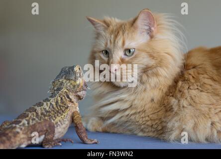 Eine Katze und eine Bartagame einander betrachtend. Stockfoto