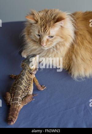 Eine Katze und eine Bartagame einander betrachtend. Stockfoto