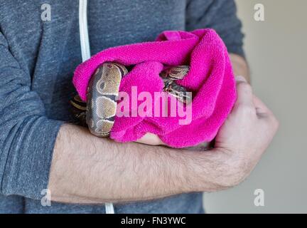 Ein Mann hält eine Ball Python-Schlange in ein Handtuch gewickelt. Stockfoto