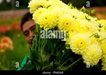 Knecht mit Dahlie, Swan Island Dahlien, Clackamas County, Oregon Stockfoto