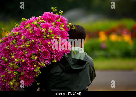 Knecht mit Dahlie, Swan Island Dahlien, Clackamas County, Oregon Stockfoto