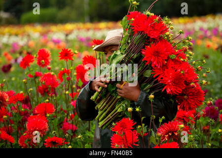 Knecht mit Dahlie, Swan Island Dahlien, Clackamas County, Oregon Stockfoto