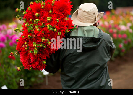 Knecht mit Dahlie, Swan Island Dahlien, Clackamas County, Oregon Stockfoto