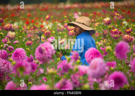 Knecht mit Dahlie, Swan Island Dahlien, Clackamas County, Oregon Stockfoto