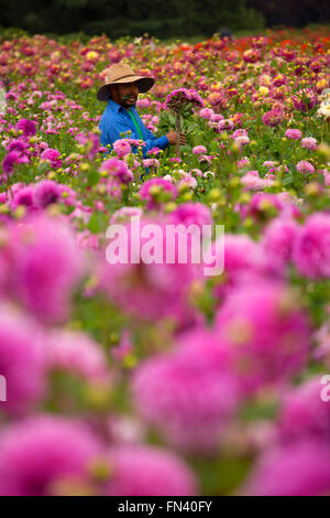 Knecht mit Dahlie, Swan Island Dahlien, Clackamas County, Oregon Stockfoto