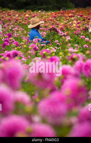 Knecht mit Dahlie, Swan Island Dahlien, Clackamas County, Oregon Stockfoto