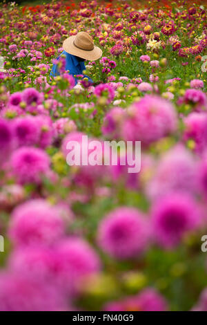 Knecht mit Dahlie, Swan Island Dahlien, Clackamas County, Oregon Stockfoto