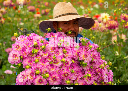 Knecht mit Dahlie, Swan Island Dahlien, Clackamas County, Oregon Stockfoto